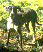 Catahoula Leapord Dog