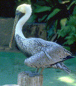 Eastern Brown Pelican