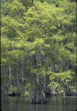 Cypress Trees