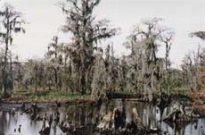 swamps.jpg (12129 bytes)